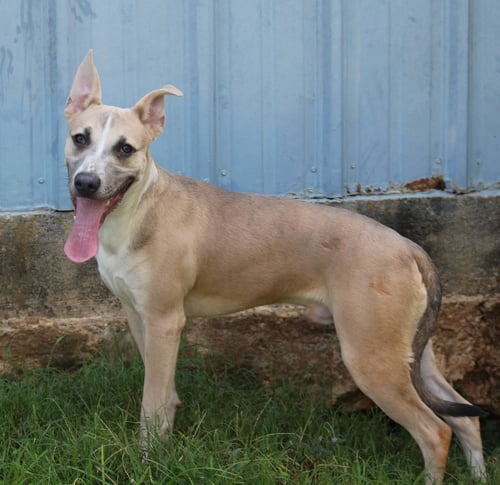 BENJI - Carolina Dog / Basenji available for adoption