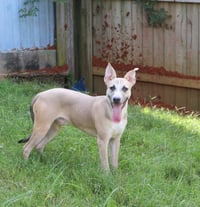 Benji - Photo 3