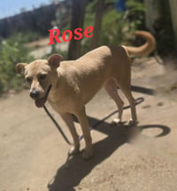 Rose - Photo 3