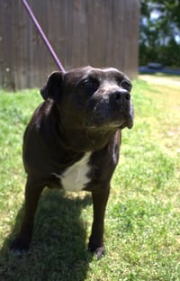 Jasmine - Photo 4