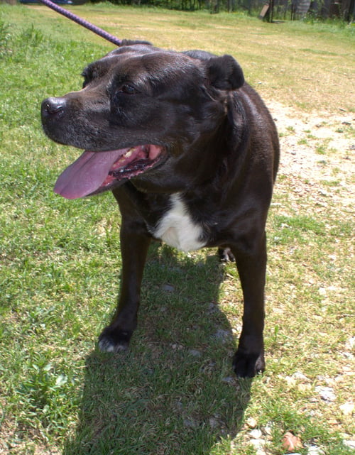 JASMINE - Terrier available for adoption