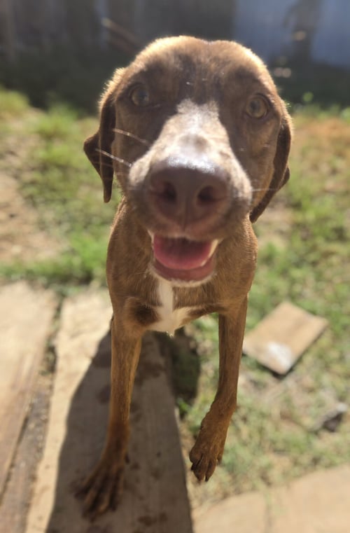JENNICA - Hound / Shepherd available for adoption