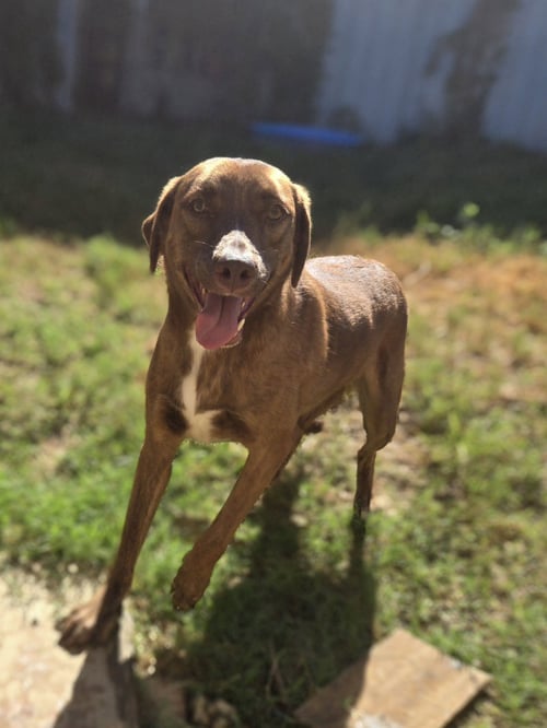 JENNICA - Hound / Shepherd available for adoption