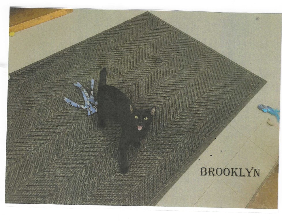 Brooklyn Image