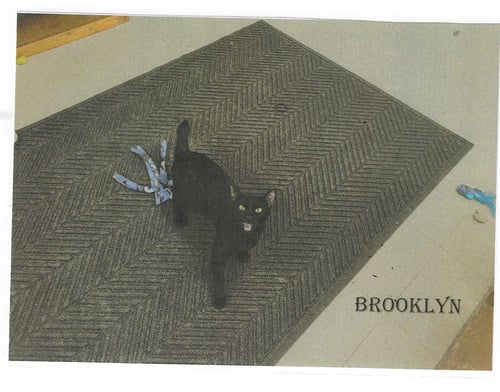 BROOKLYN - Domestic Short Hair available for adoption