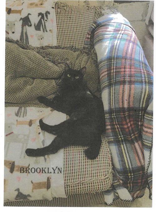 BROOKLYN - Domestic Short Hair available for adoption