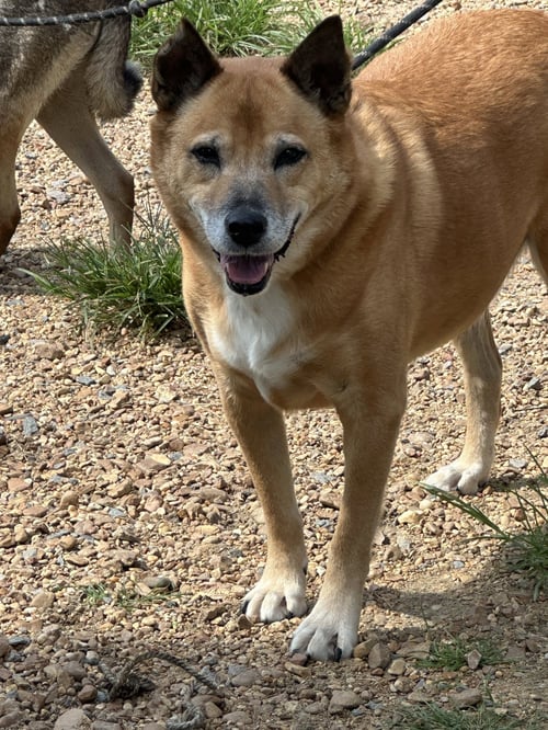 GLEN FRYE - Shepherd / German Shepherd Dog available for adoption
