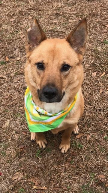 GLEN FRYE - Shepherd / German Shepherd Dog available for adoption