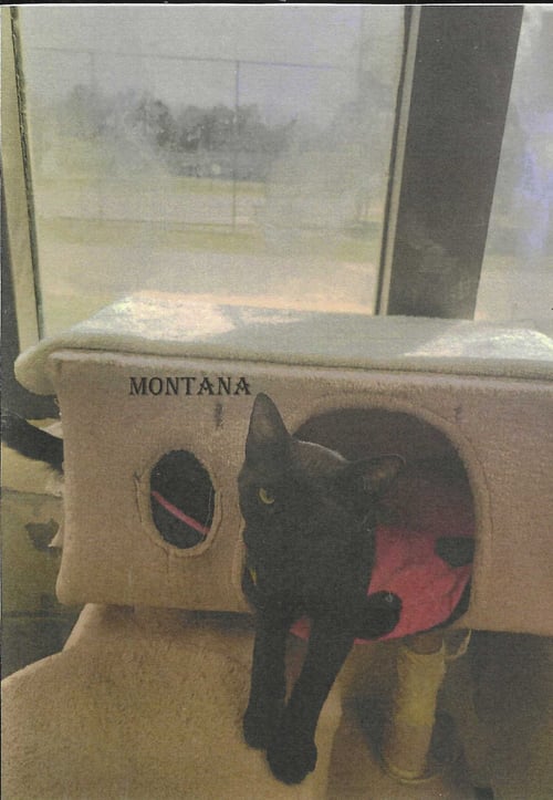 MONTANA - Domestic Short Hair available for adoption
