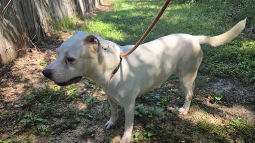 NOVA - Terrier available for adoption