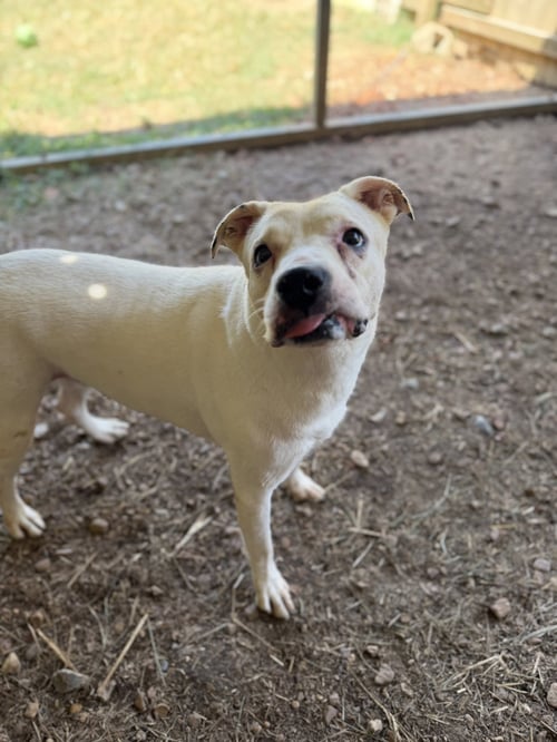 NOVA - Terrier available for adoption