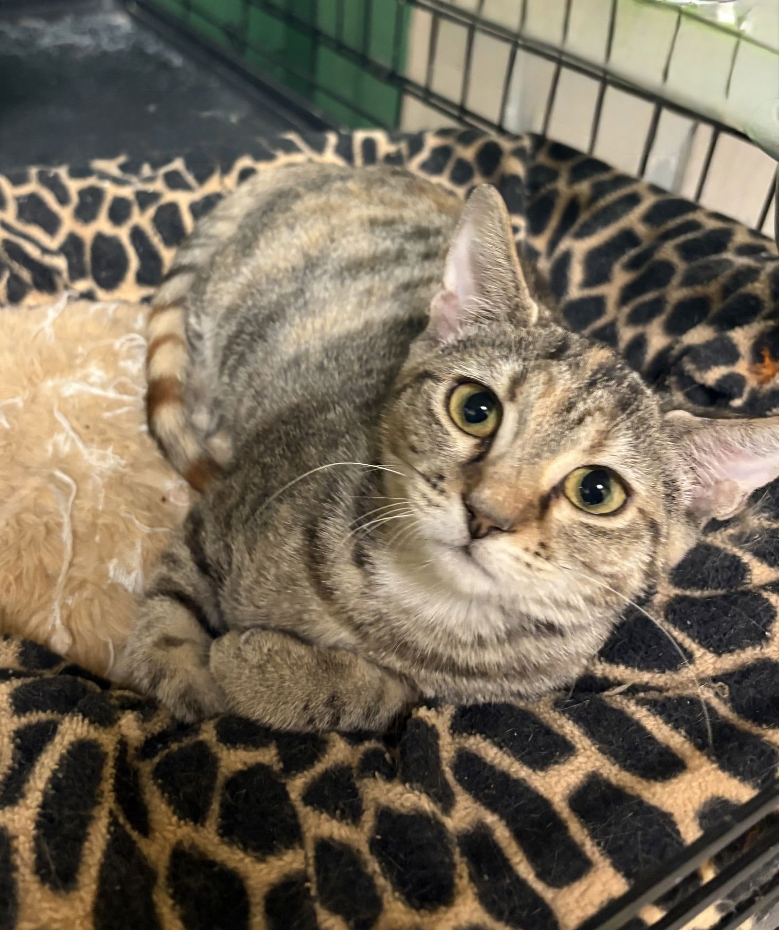 RACHEL - Domestic Short Hair available for adoption