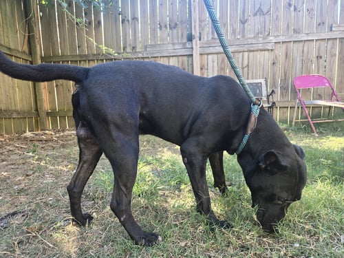 BAILEY - Black Labrador Retriever / American Staffordshire Terrier available for adoption
