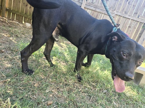 BAILEY - Black Labrador Retriever / American Staffordshire Terrier available for adoption