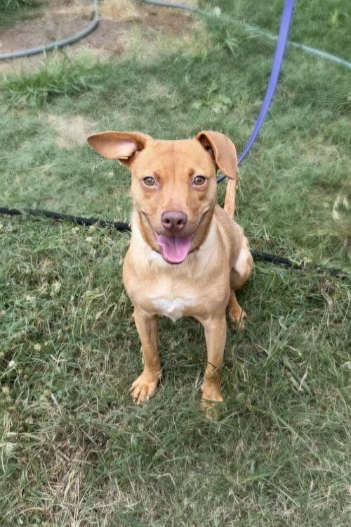VALENTINE - Labrador Retriever / Chihuahua for adoption in Jackson