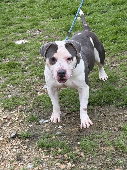 CARSON - American Bulldog available for adoption