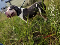 Carson - Photo 3