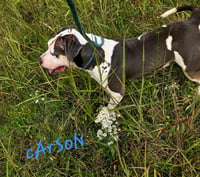 Carson - Photo 4