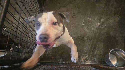 CARSON - American Bulldog available for adoption