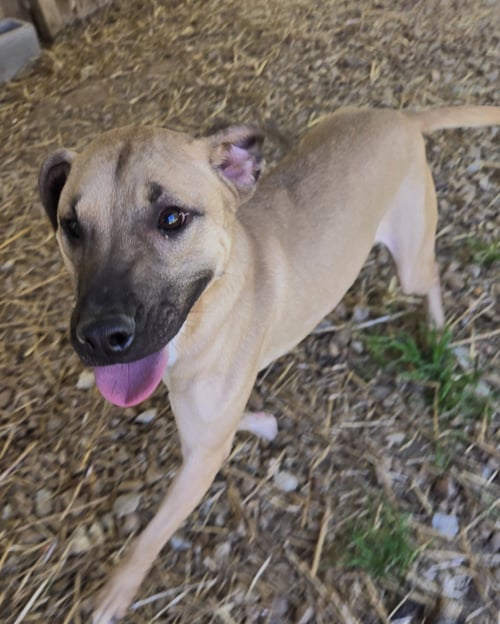 KEONE - Black Mouth Cur available for adoption