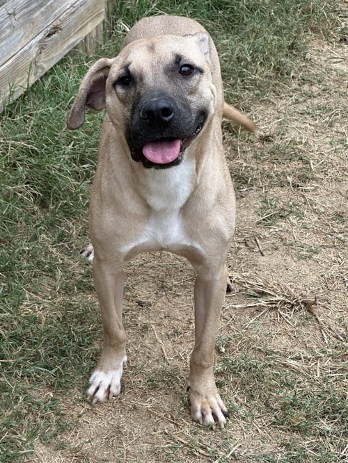 KEONE - Black Mouth Cur available for adoption