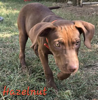 Hazelnut - Photo 5
