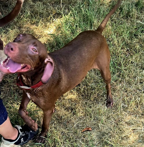 HAZELNUT - Labrador Retriever / Hound available for adoption