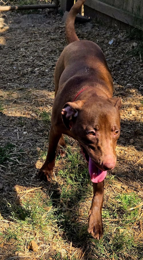 HAZELNUT - Labrador Retriever / Hound available for adoption