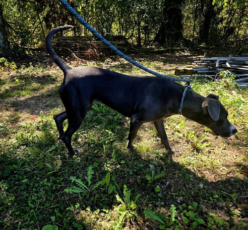 BEAUTY - Labrador Retriever available for adoption
