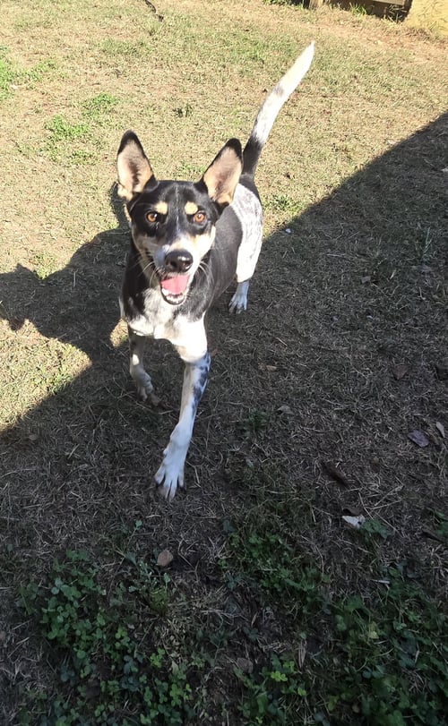 FRECKLES - Hound available for adoption