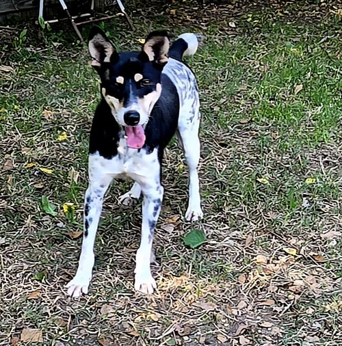 FRECKLES - Hound available for adoption