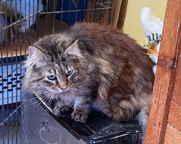 CHEVELLE - Domestic Long Hair for adoption in Escondido