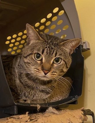 DAVEY - Domestic Short Hair for adoption in Escondido