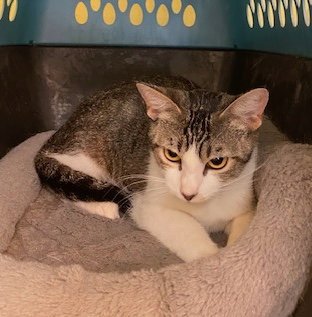 MERIDA - Domestic Short Hair available for adoption