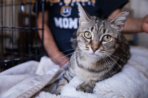 CRAFT - Domestic Short Hair available for adoption