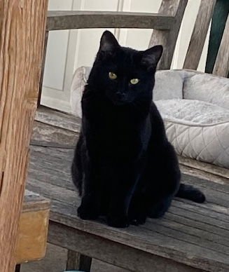 MAYO - Domestic Long Hair available for adoption