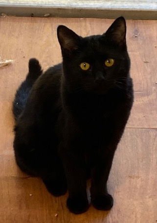 MAYO - Domestic Long Hair available for adoption