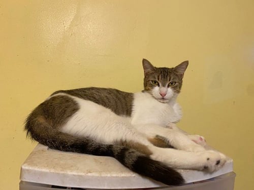 MAGGIE - Domestic Short Hair available for adoption