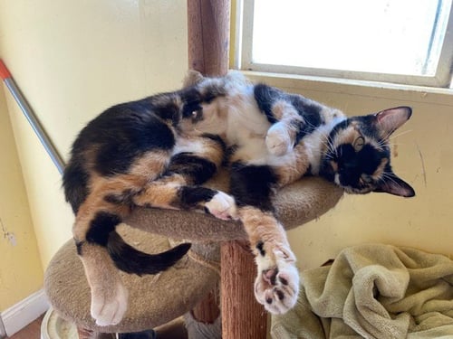 BAFFI - Domestic Short Hair available for adoption
