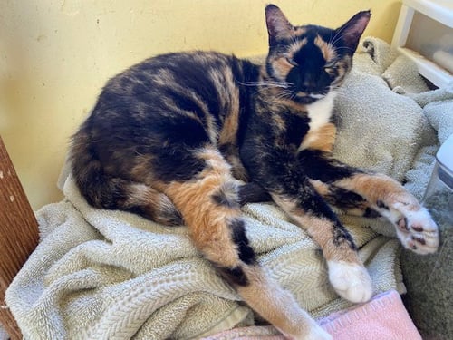 BAFFI - Domestic Short Hair available for adoption