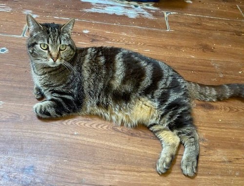DIZZY - Domestic Short Hair available for adoption