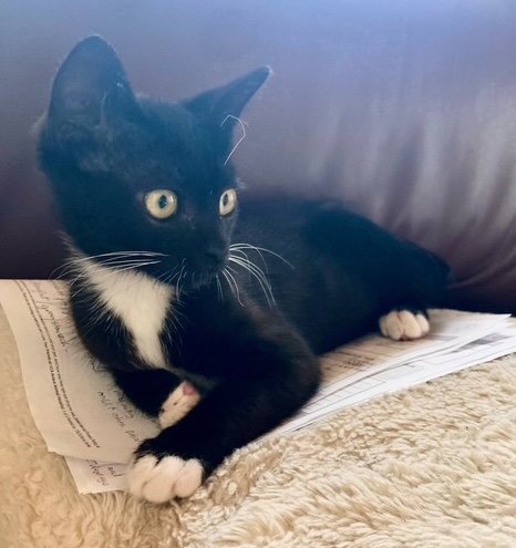 DOUGH BOY - Domestic Short Hair for adoption in Escondido