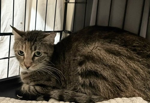 MELVINA - Domestic Short Hair for adoption in Oceanside