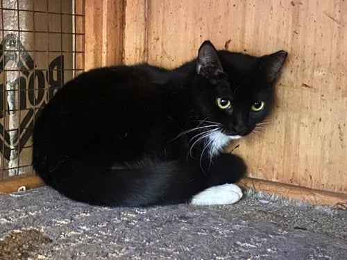 SARAH - Domestic Short Hair for adoption in Oceanside