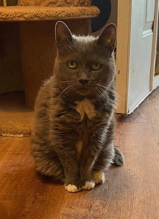 MICKEY - Domestic Short Hair for adoption in Oceanside