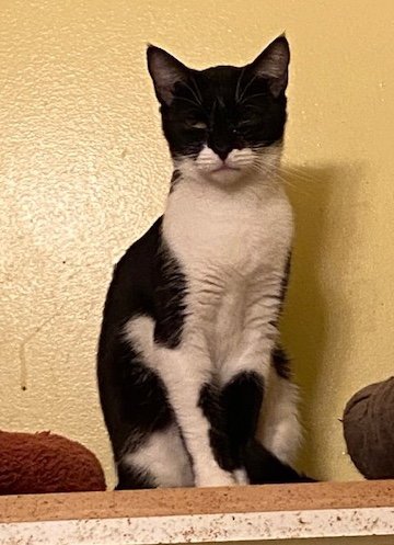 KUREHA - Domestic Short Hair for adoption in Escondido