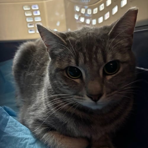 JOSELITO - Domestic Short Hair for adoption in Escondido