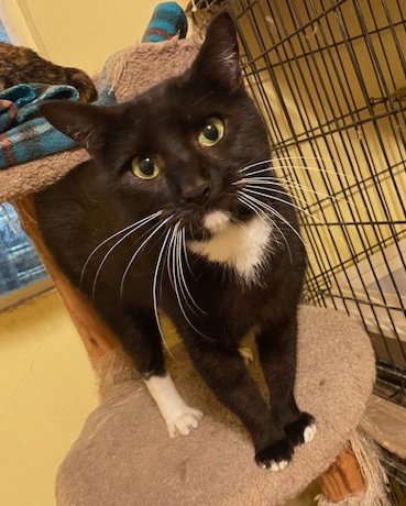 CASSIE - Domestic Short Hair for adoption in Oceanside