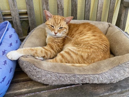 SLIDER - Domestic Short Hair for adoption in Oceanside
