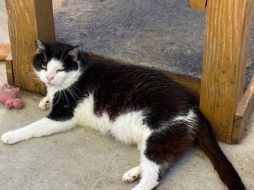 VITO - Domestic Short Hair for adoption in Oceanside